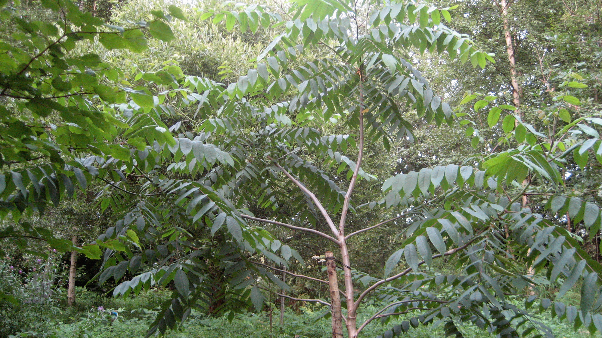 Mahtaileva Juglans
