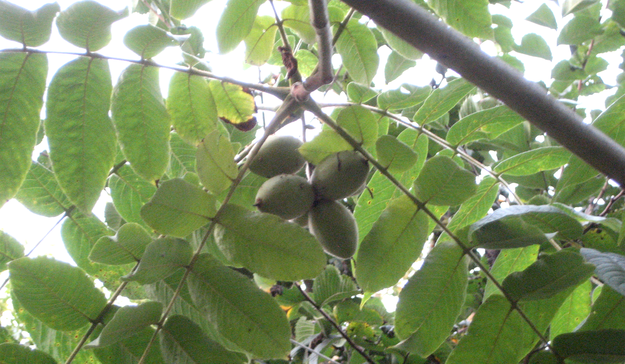 Ensimmäiset Juglans-pähkinät
