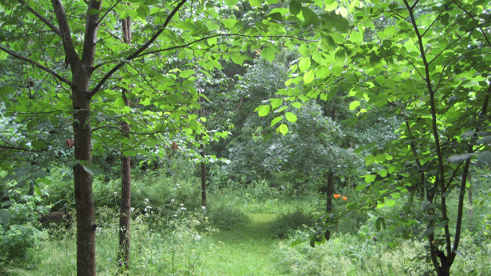 Vuonna 2026 arboretumista alkoi muodostua todellinen keidas.